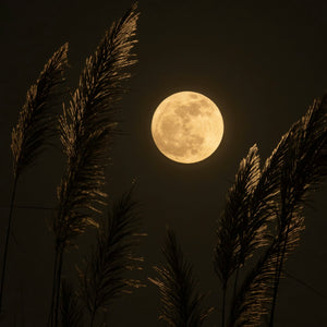 Full moon rising behind silhouetted tall grasses against a dark sky
